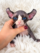Chatons d'apparence Sphynx à vendre chez l'éleveur AMORE DI SPHYNX
