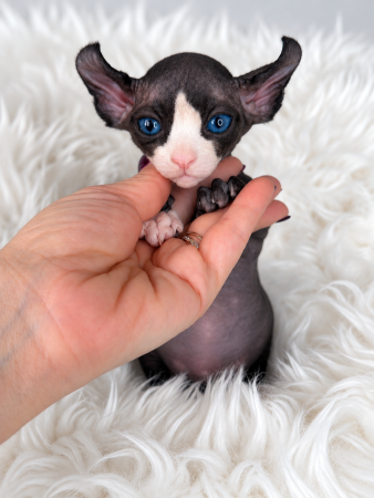 Image de la portée de chaton de l'élévage AMORE DI SPHYNX