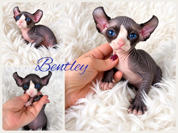 Image de la portée de chaton de l'élévage AMORE DI SPHYNX