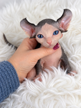 Chatons d'apparence Sphynx à vendre chez l'éleveur AMORE DI SPHYNX