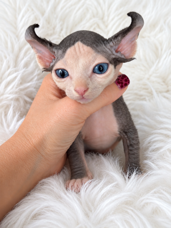 Image de la portée de chaton de l'élévage AMORE DI SPHYNX