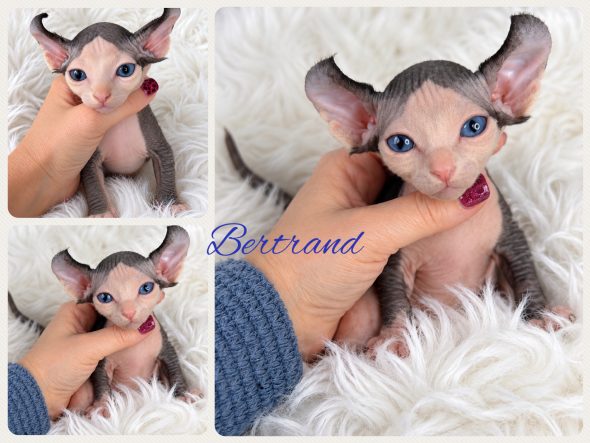 Image de la portée de chaton de l'élévage AMORE DI SPHYNX