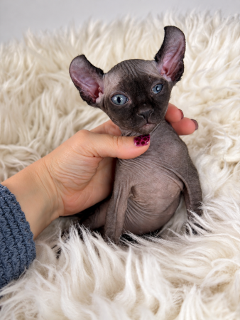 Image de la portée de chaton de l'élévage AMORE DI SPHYNX