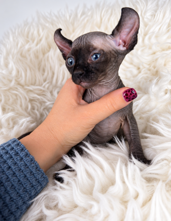 Image de la portée de chaton de l'élévage AMORE DI SPHYNX
