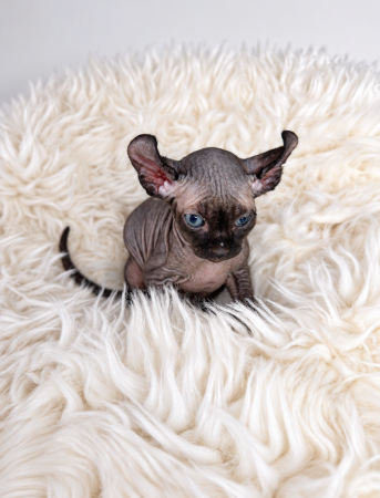 Image de la portée de chaton de l'élévage AMORE DI SPHYNX