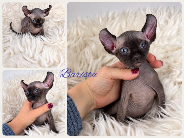 Image de la portée de chaton de l'élévage AMORE DI SPHYNX