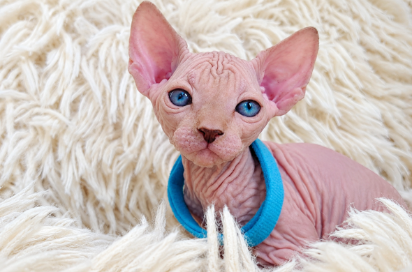 Image de la portée de chaton de l'élévage LES SPHYNX DE SOPHIE