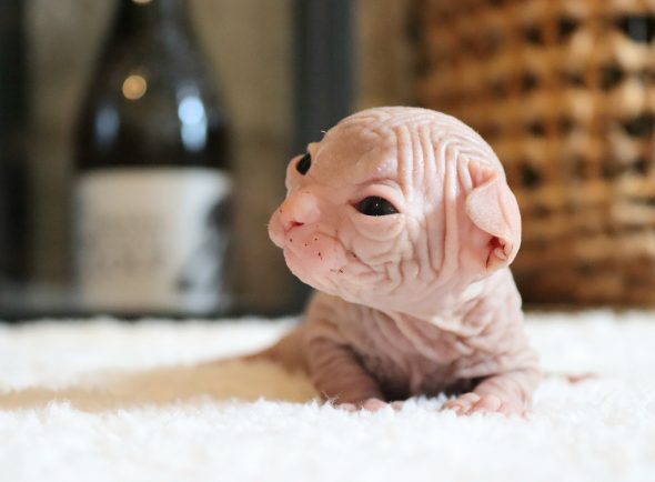 Image de la portée de chaton de l'élévage SALEM&rsquo;S CHILD