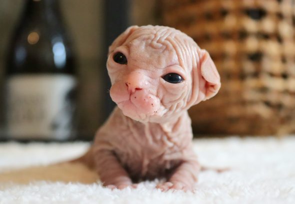 Image de la portée de chaton de l'élévage SALEM&rsquo;S CHILD