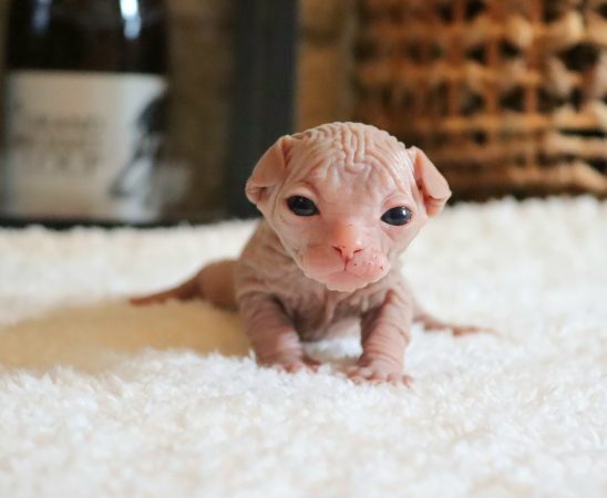 Image de la portée de chaton de l'élévage SALEM&rsquo;S CHILD