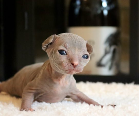 Image de la portée de chaton de l'élévage SALEM&rsquo;S CHILD
