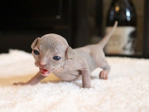 Image de la portée de chaton de l'élévage SALEM&rsquo;S CHILD