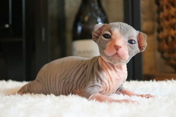 Image de la portée de chaton de l'élévage SALEM&rsquo;S CHILD