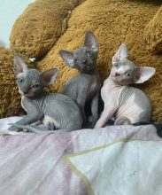 Chatons de race Sphynx à vendre chez l'éleveur ROUSSEAU KATIA