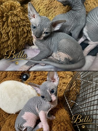 Image de la portée de chaton de l'élévage ROUSSEAU KATIA