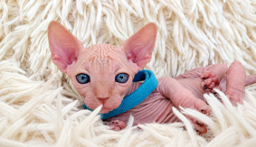 Chatons de race Sphynx à vendre chez l'éleveur LES SPHYNX DE SOPHIE