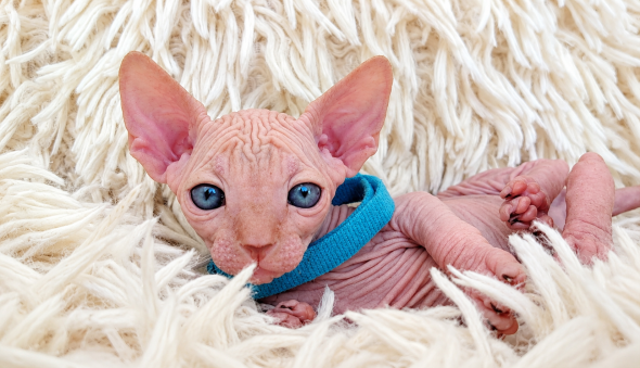 Image de la portée de chaton de l'élévage LES SPHYNX DE SOPHIE