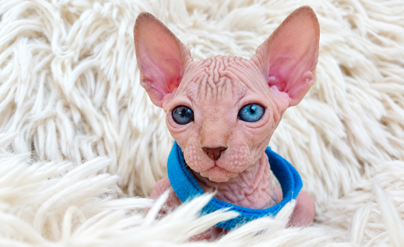 Image de la portée de chaton de l'élévage LES SPHYNX DE SOPHIE