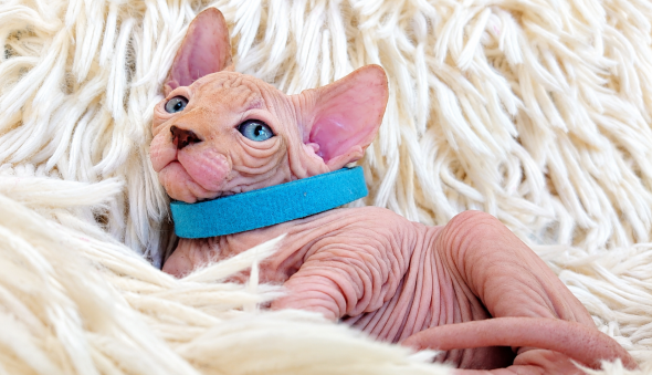 Image de la portée de chaton de l'élévage LES SPHYNX DE SOPHIE