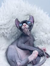 Chatons d'apparence Sphynx à vendre chez l'éleveur AMORE DI SPHYNX