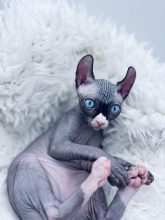 Chatons d'apparence Sphynx à vendre chez l'éleveur AMORE DI SPHYNX