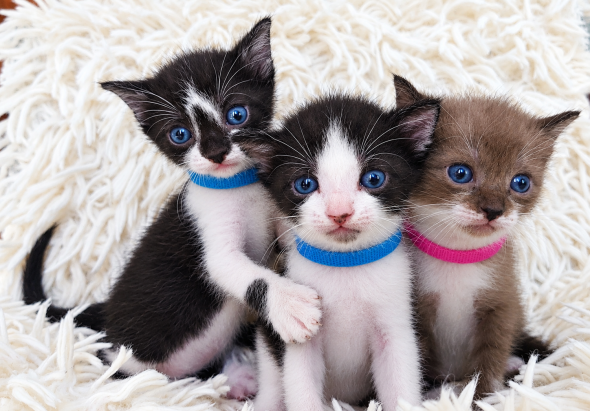 Image de la portée de chaton de l'élévage LES SPHYNX DE SOPHIE