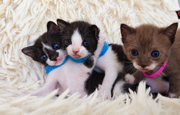 Image de la portée de chaton de l'élévage LES SPHYNX DE SOPHIE