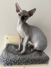 Chatons de race Sphynx à vendre chez l'éleveur LES ELFES DE BASTET