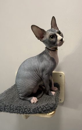 Image de la portée de chaton de l'élévage LES ELFES DE BASTET
