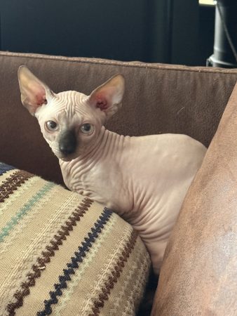Image de la portée de chaton de l'élévage LES ELFES DE BASTET