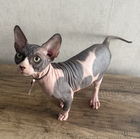 Image de la portée de chaton de l'élévage LES ELFES DE BASTET