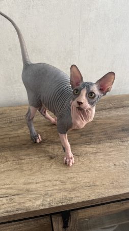Image de la portée de chaton de l'élévage LES ELFES DE BASTET