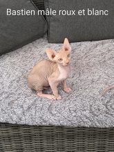 Chatons d'apparence Sphynx à vendre chez l'éleveur DIMATTEO MARINA