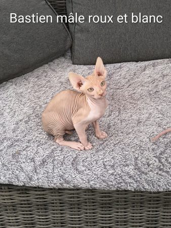 Image de la portée de chaton de l'élévage DIMATTEO MARINA