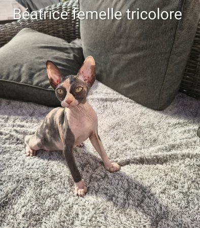 Image de la portée de chaton de l'élévage DIMATTEO MARINA