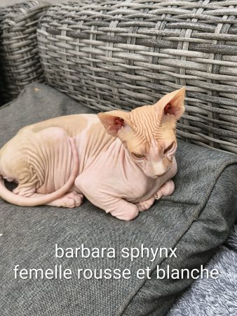Image de la portée de chaton de l'élévage DIMATTEO MARINA