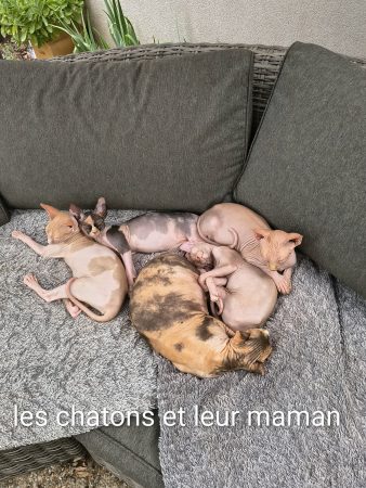 Image de la portée de chaton de l'élévage DIMATTEO MARINA