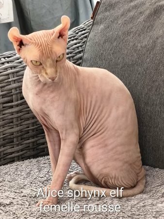 Image de la portée de chaton de l'élévage DIMATTEO MARINA