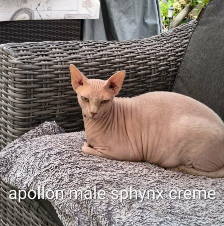 Image de la portée de chaton de l'élévage DIMATTEO MARINA