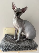 Chatons de race Sphynx à vendre chez l'éleveur LES ELFES DE BASTET