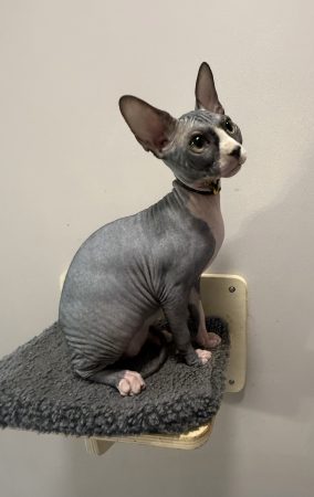 Image de la portée de chaton de l'élévage LES ELFES DE BASTET