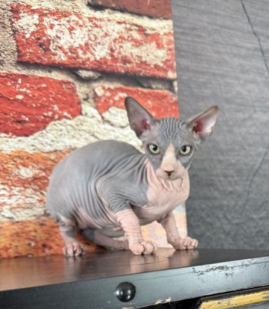 Image de la portée de chaton de l'élévage LES ELFES DE BASTET
