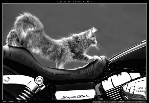 DE LA NATTE A CHATS - Image 6