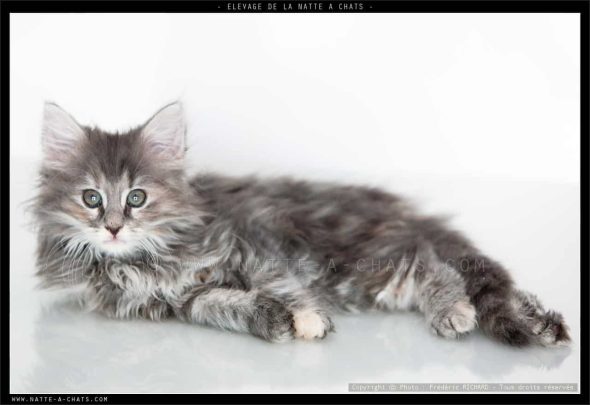 DE LA NATTE A CHATS - Image 7