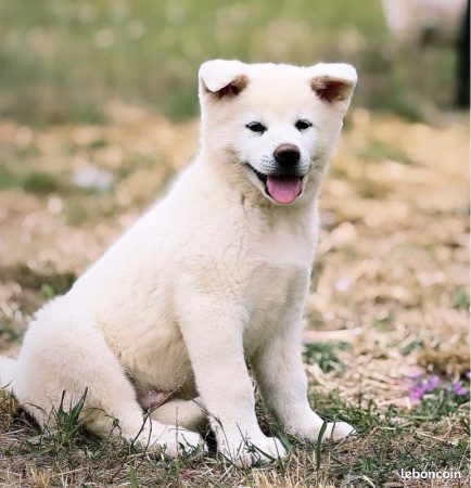Image de la portée de chiot de l'élévage MME FROGE CINDY