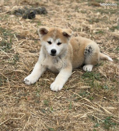 Image de la portée de chiot de l'élévage MME FROGE CINDY