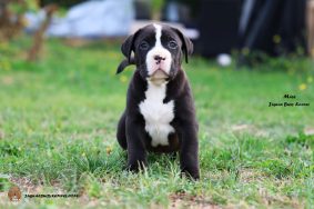 Chiots d'apparence American Bully à vendre chez l'éleveur JAGUAR BULLY KENNEL