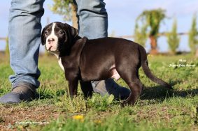 Chiots d'apparence American Bully à vendre chez l'éleveur JAGUAR BULLY KENNEL