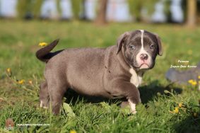 Chiots d'apparence American Bully à vendre chez l'éleveur JAGUAR BULLY KENNEL