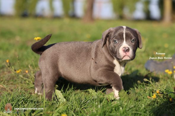 Image de la portée de chiot de l'élévage JAGUAR BULLY KENNEL